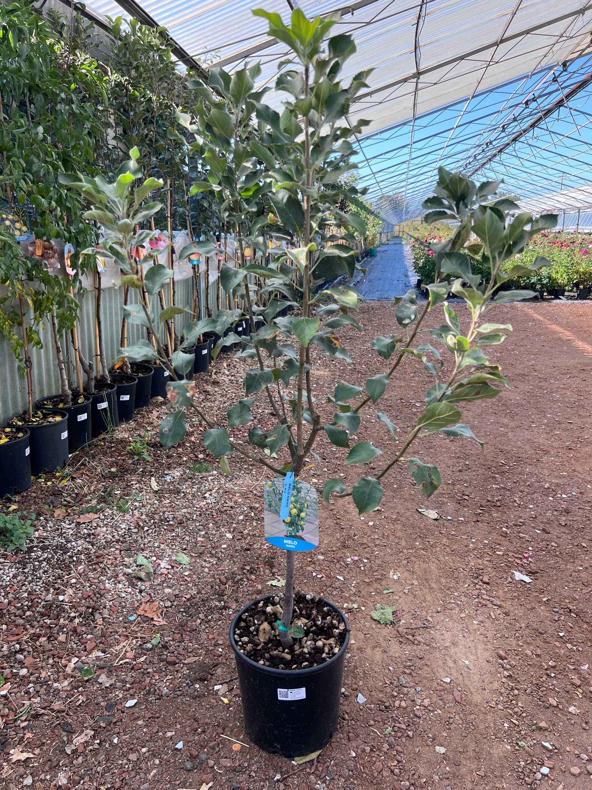 Melo nano – Malus domestica – vaso Ø26 – pianta di 3 anni - immagine 2
