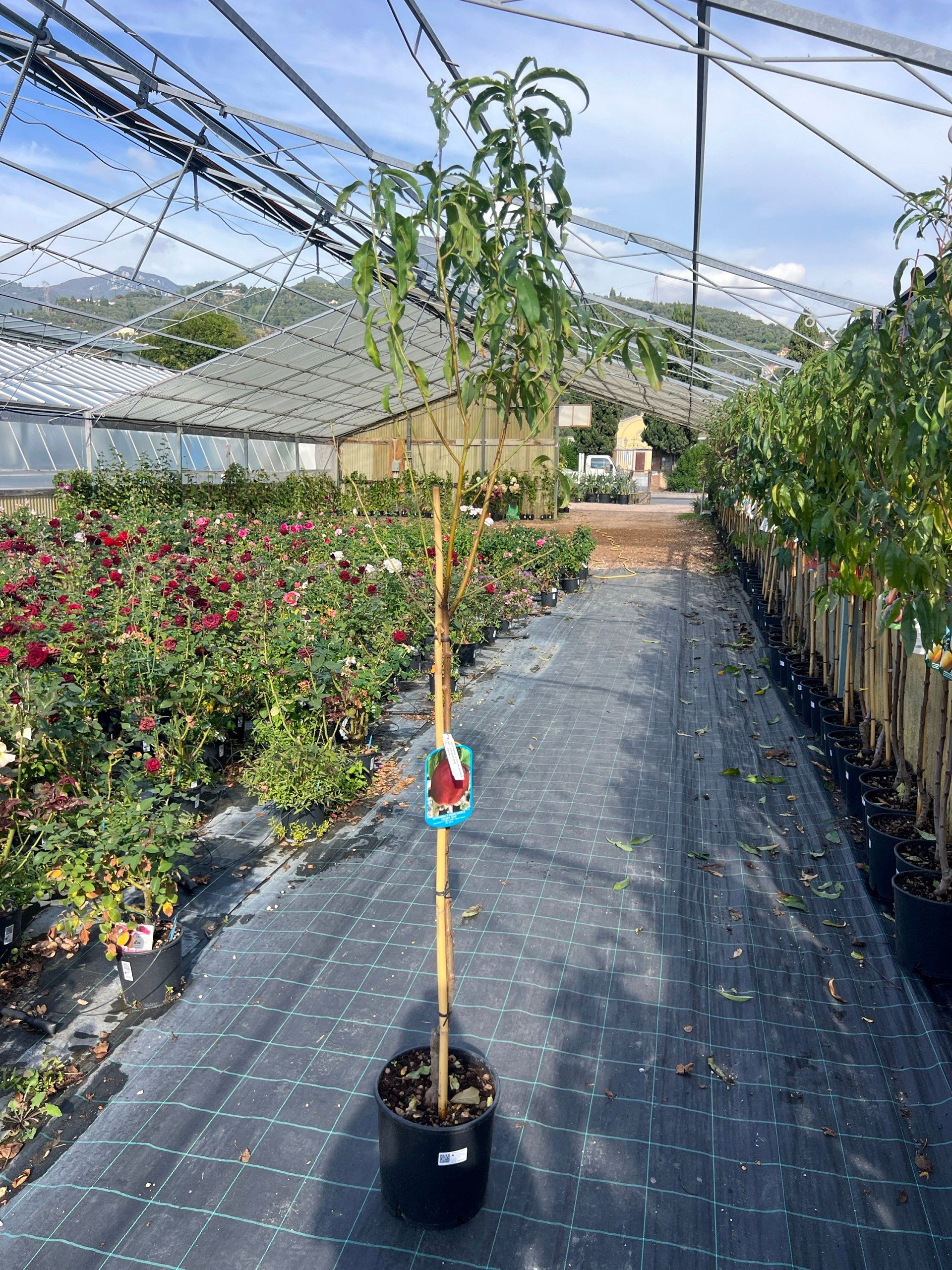 Nettarina' Caldesi 2000'® – Prunus persica var. nucipersica – vaso Ø26 – pianta di 3 anni - immagine 2