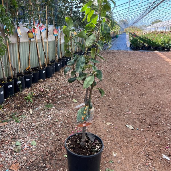 Pero nano 'Garden Pearl' – Pyrus communis – vaso Ø26 – pianta di 3 anni