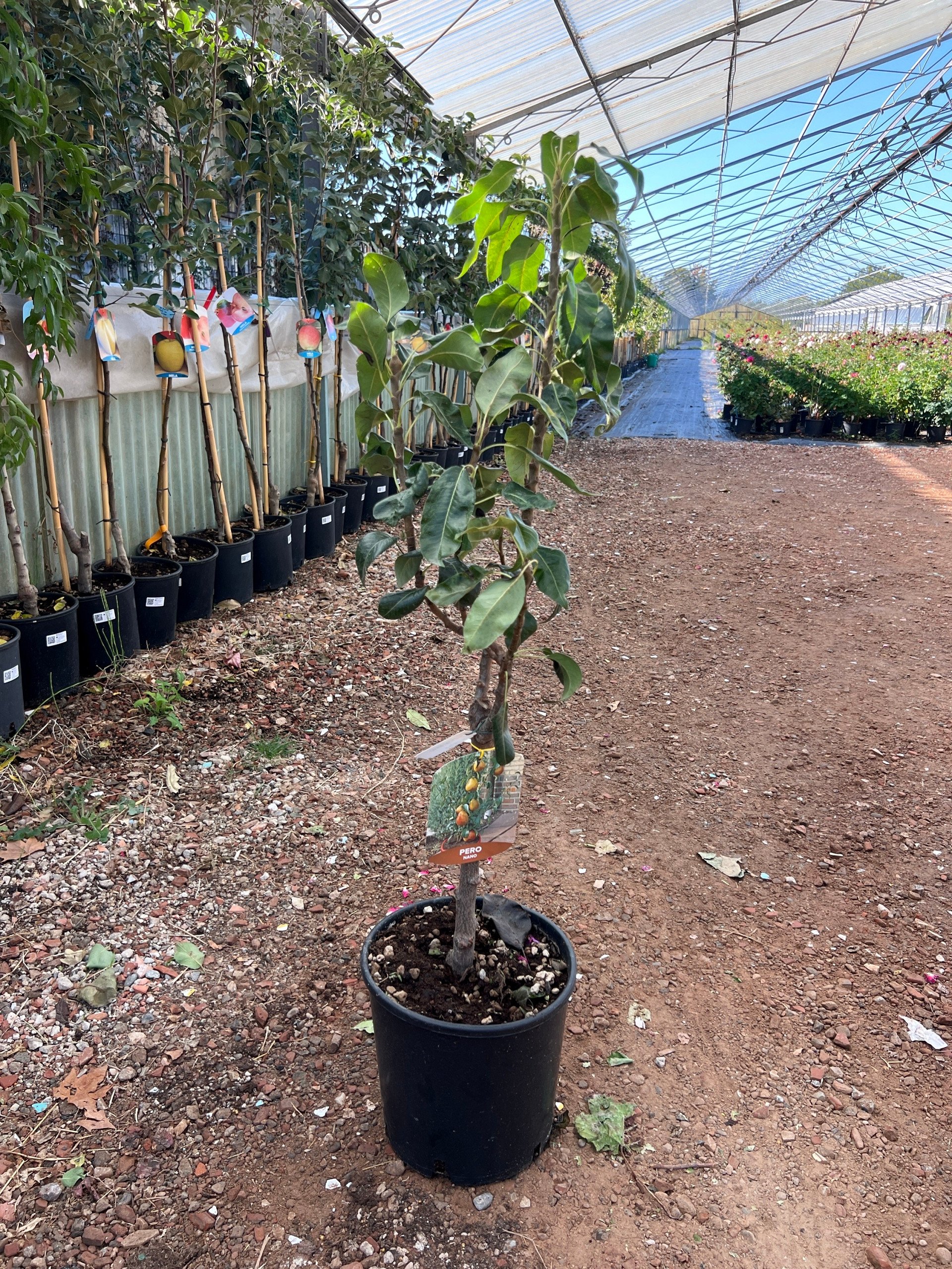 Pero nano 'Garden Pearl' – Pyrus communis – vaso Ø26 – pianta di 3 anni