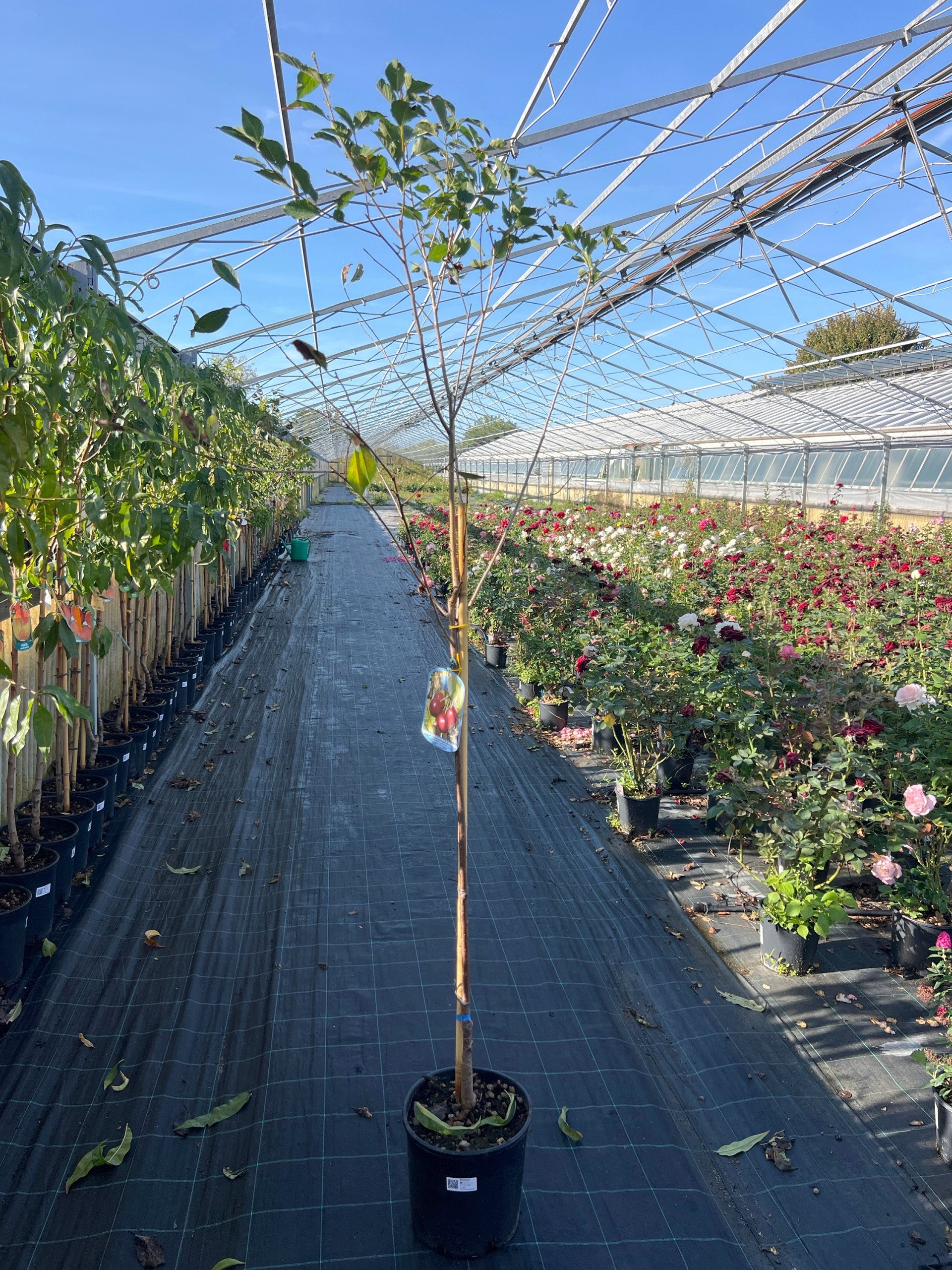 Visciolo Visciola di Germania – Prunus cerasus – vaso Ø 26 – pianta di 3 anni - immagine 2