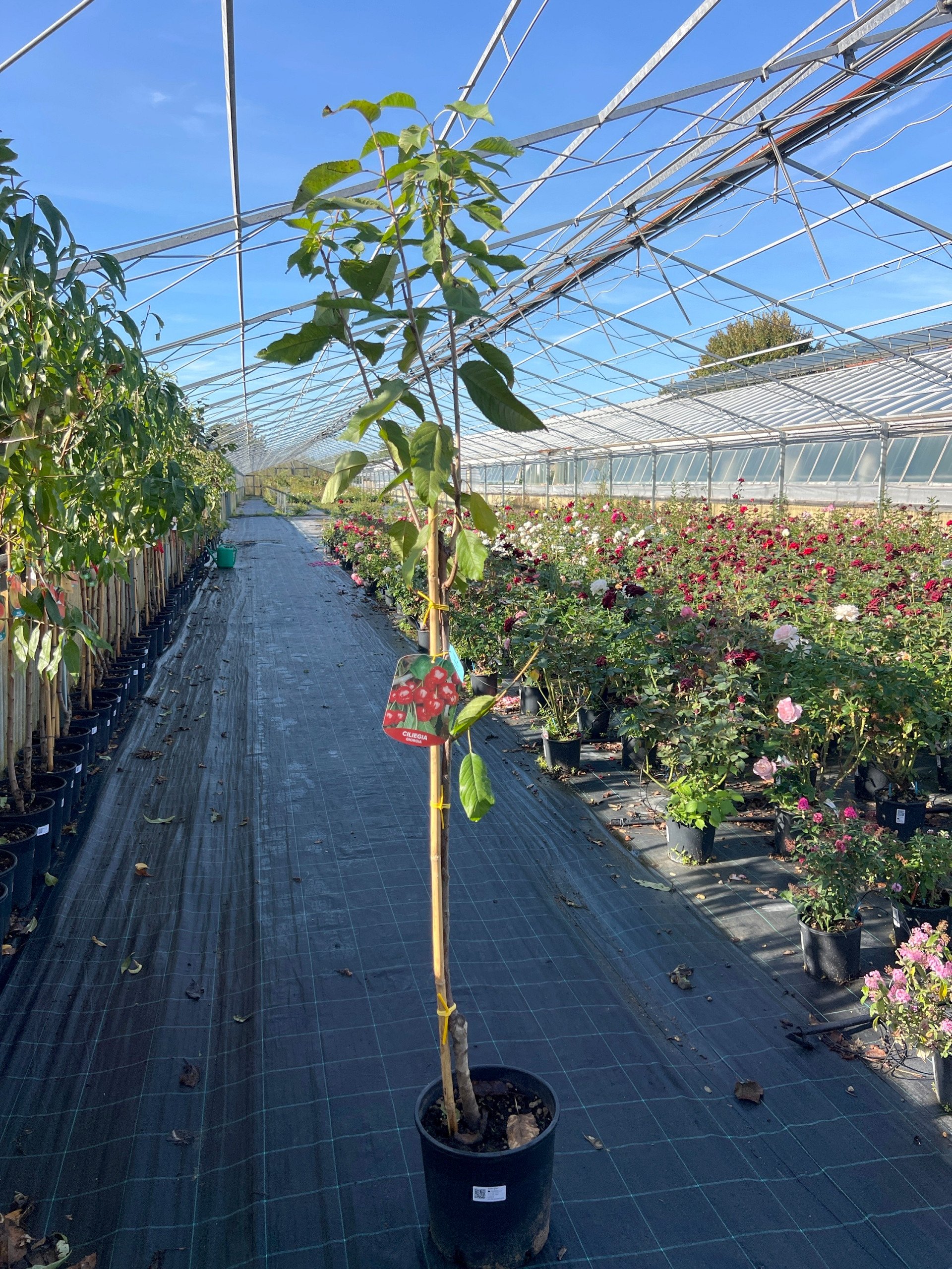 Ciliegio 'Giorgia' – Prunus avium – vaso Ø 26 – pianta di 3 anni - immagine 2