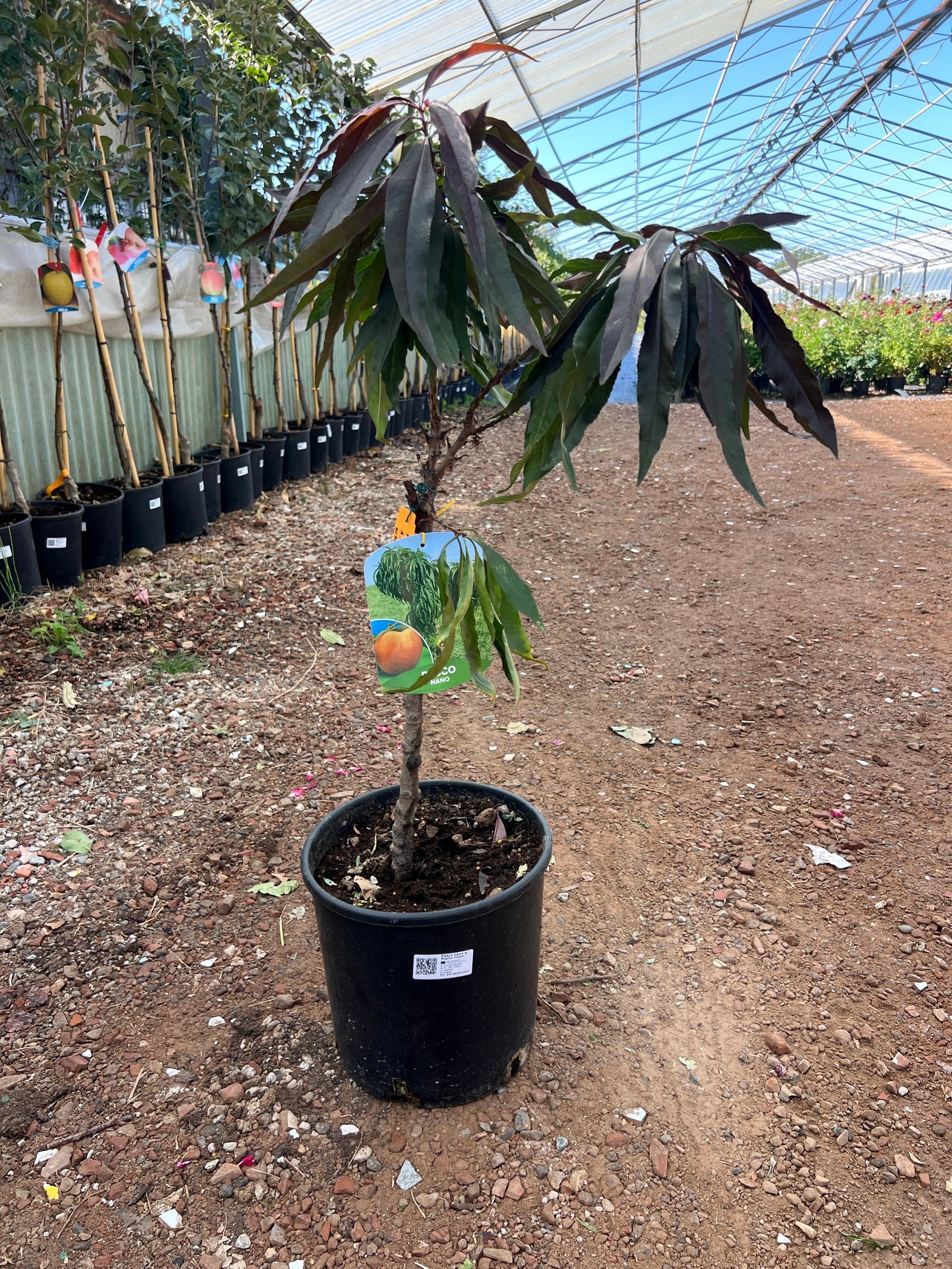 Pesco nano a foglia rossa – Prunus persica – vaso Ø26 – pianta di 3 anni - immagine 2