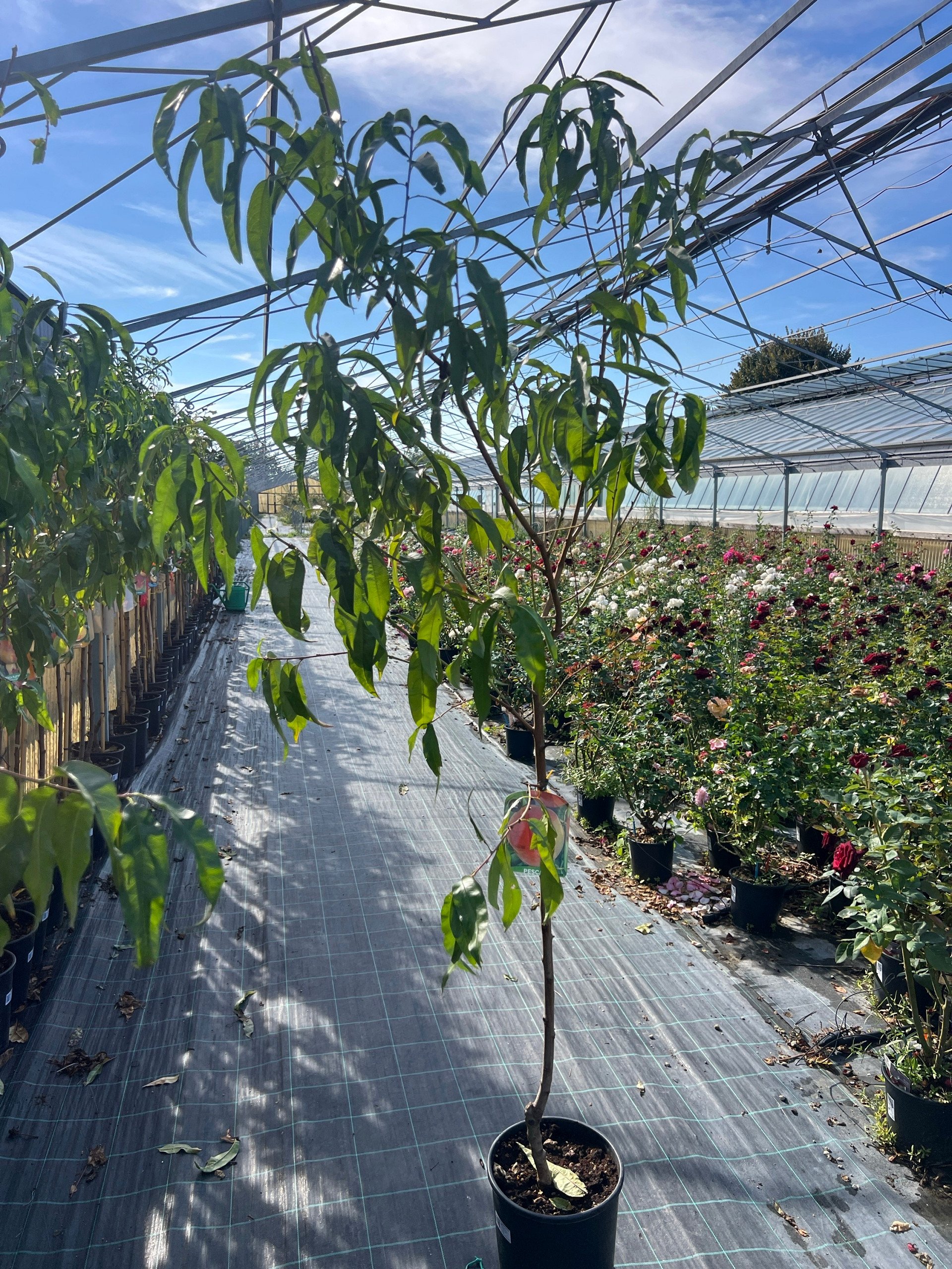 Pesco 'Guglielmina' – Prunus persica – vaso Ø 26 – pianta di 3 anni - immagine 3