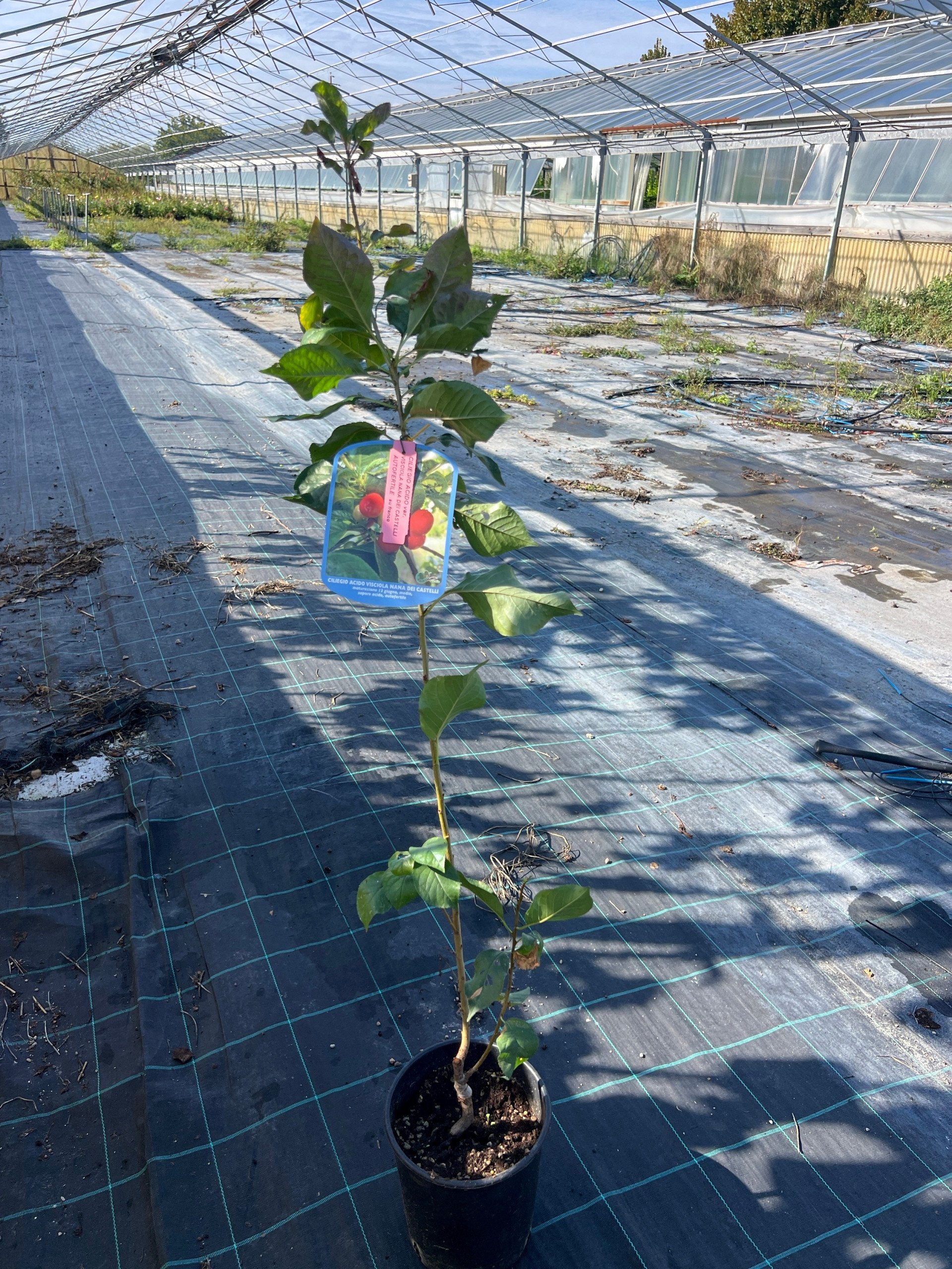 Visciolo nano Visciola dei Castelli – Prunus cerasus – vaso Ø20 – pianta di 2 anni - immagine 2