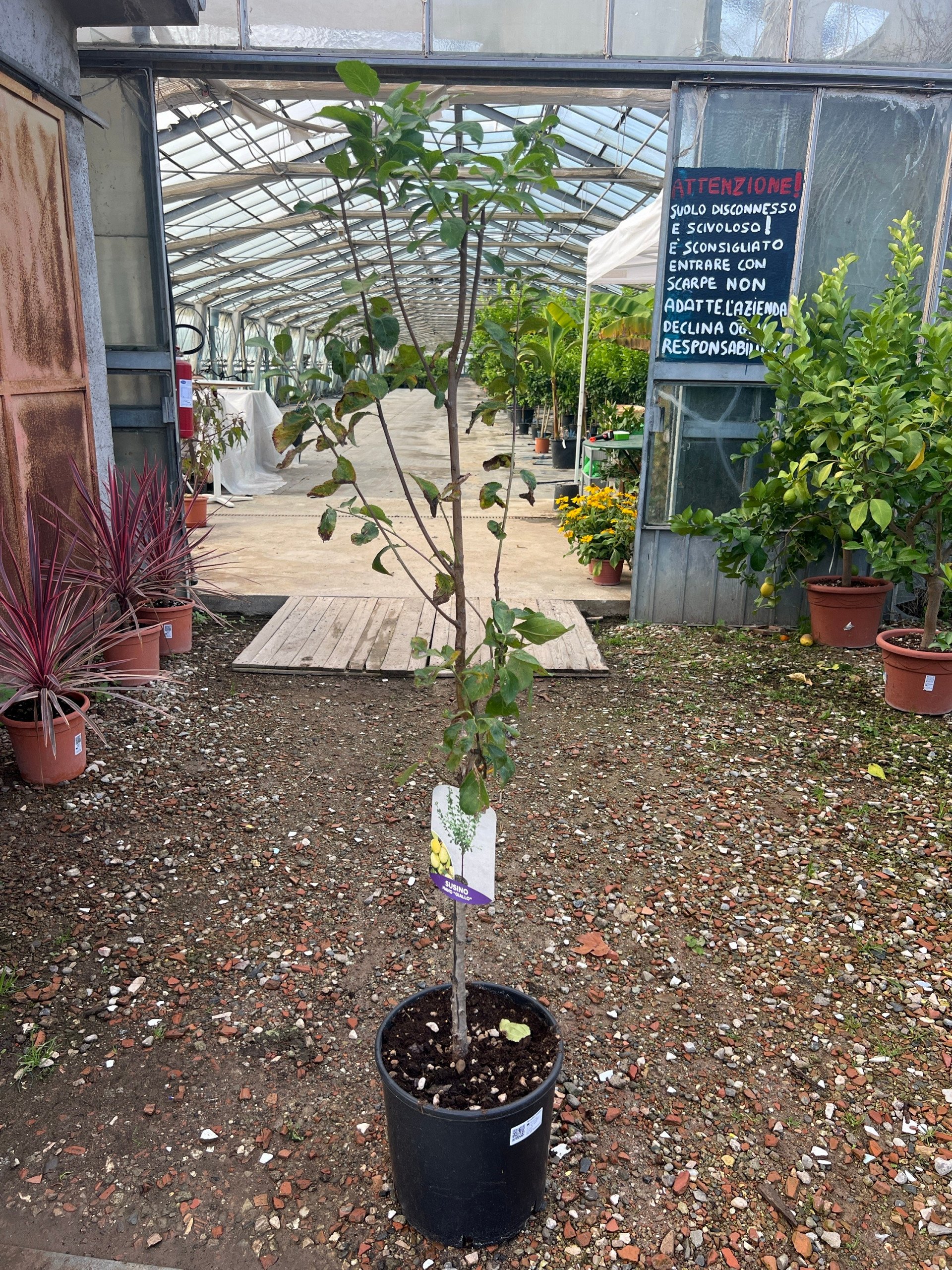 Susino nano – Prunus domestica – vaso Ø26 – pianta di 3 anni - immagine 2