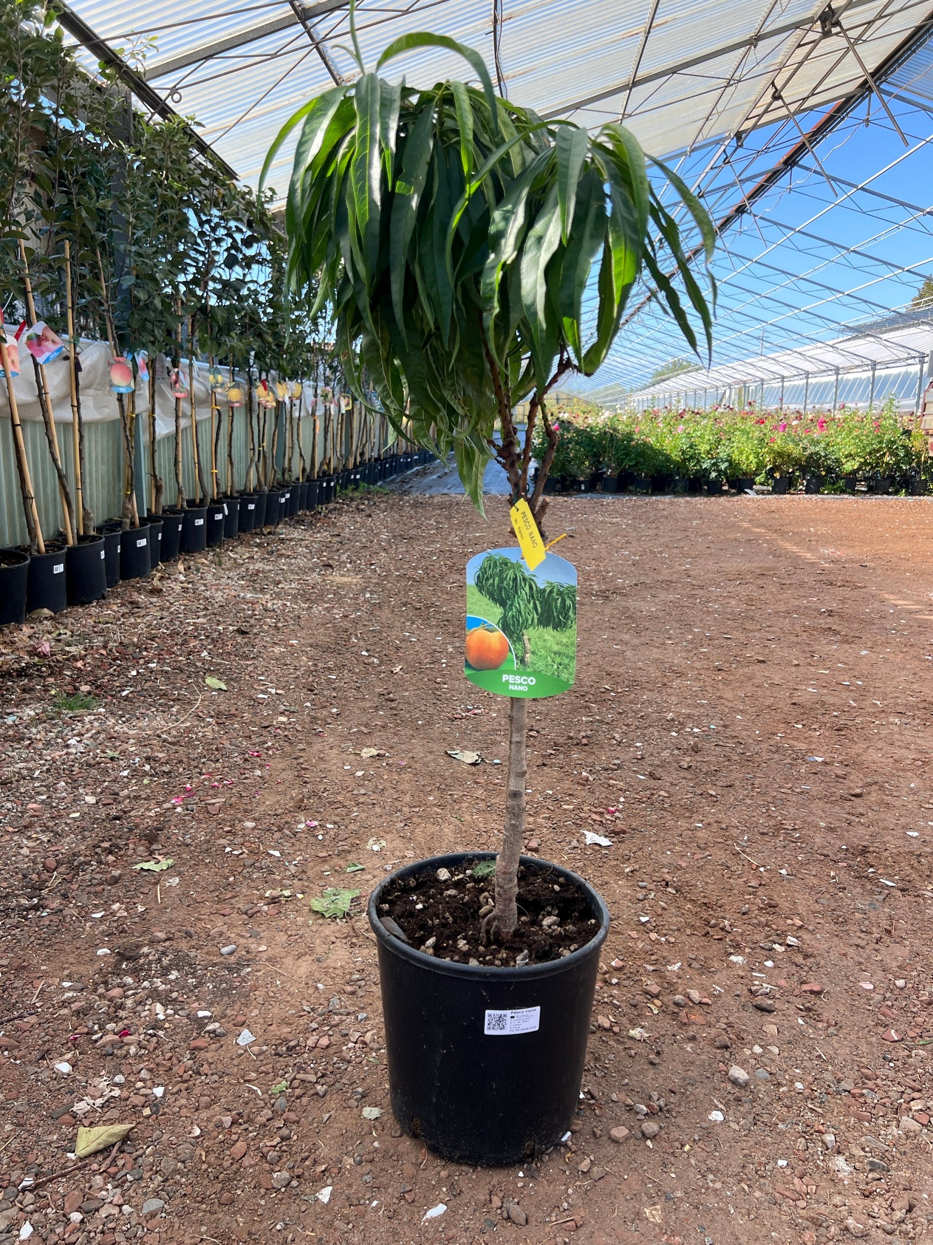 Pesco nano – Prunus persica – vaso Ø 26 – pianta di 3 anni - immagine 2