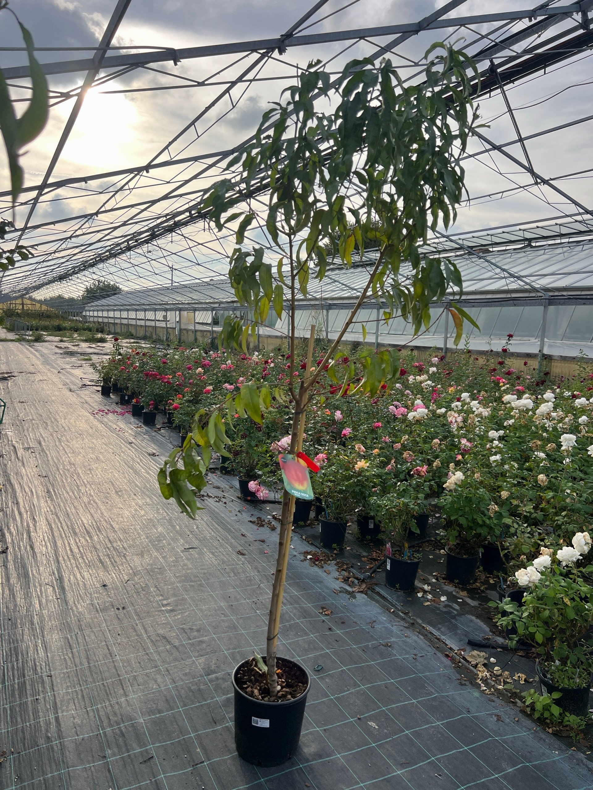 Nettarina 'Maria Carla' – Prunus persica var. nucipersica – vaso Ø 26 – pianta di 3 anni - immagine 2