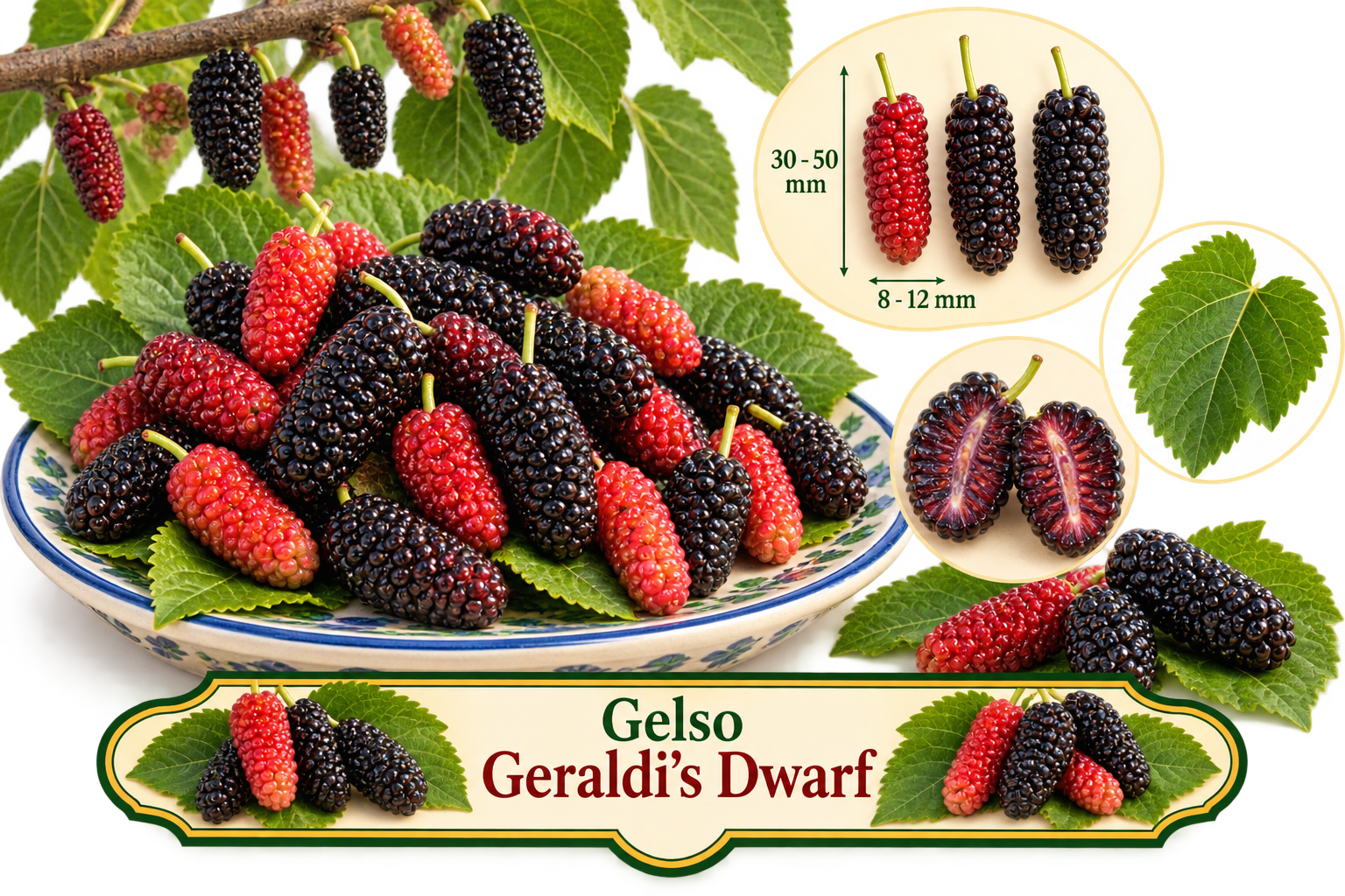 Gelso nano Gerardi’s Dwarf – Morus alba