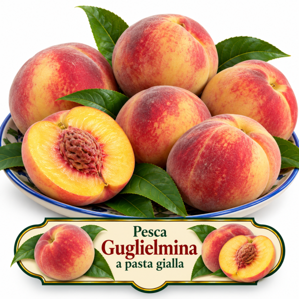 Pesco ‘Guglielmina’ – Prunus persica – vaso Ø 26 – pianta di 3 anni