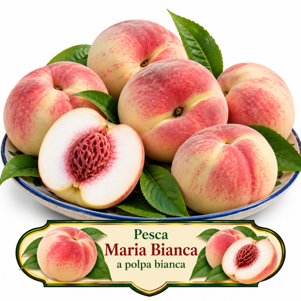 Pesco ‘Maria Bianca’ – Prunus persica – vaso Ø 26 – pianta di 3 anni