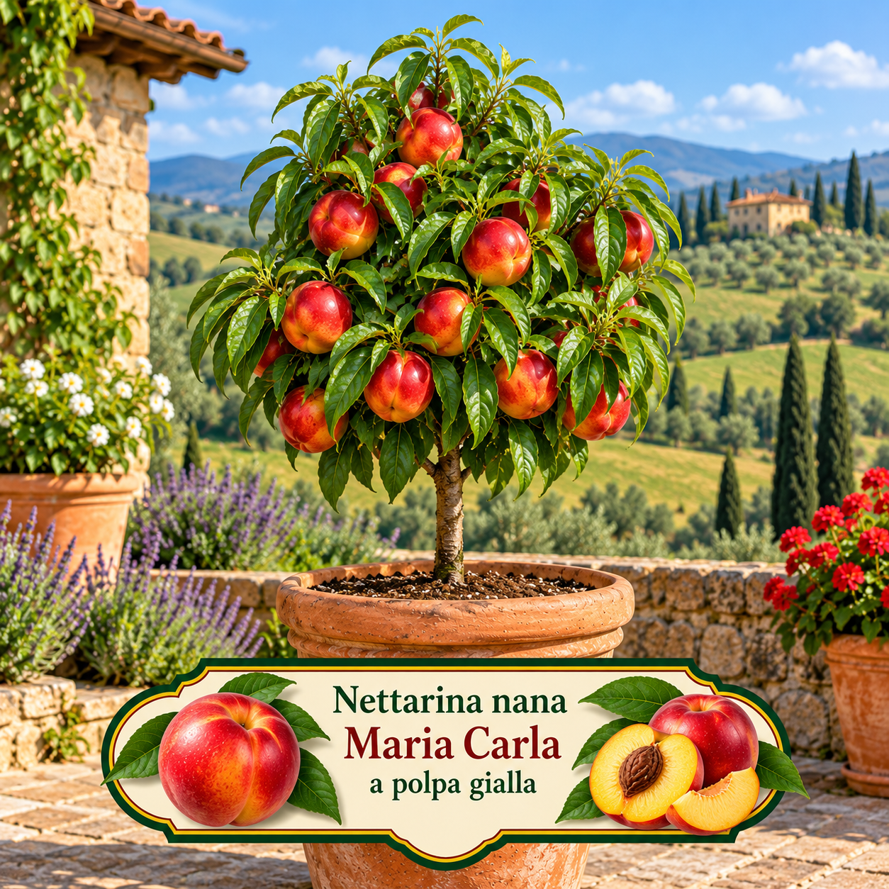 Nettarina nana – Prunus persica var. nucipersica – vaso Ø 26 – pianta di 3 anni