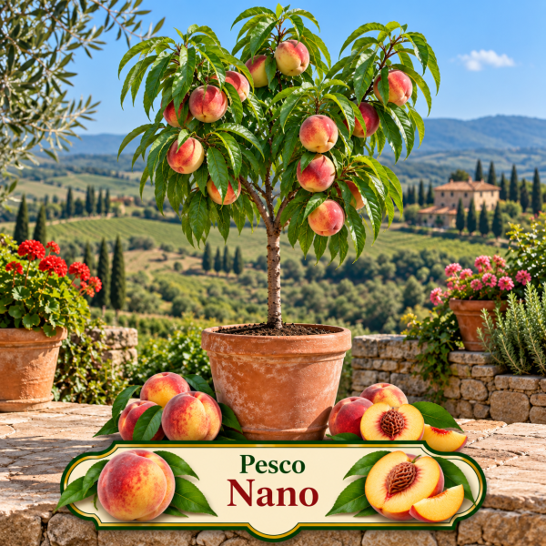 Pesco nano – Prunus persica – vaso Ø 26 – pianta di 3 anni