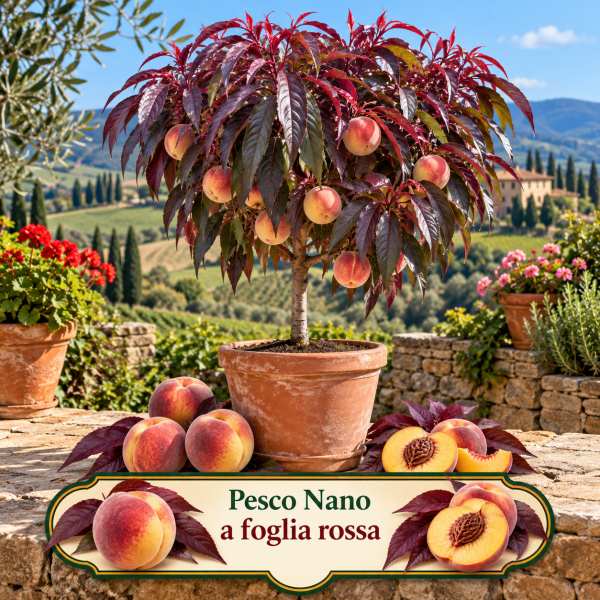 Pesco nano a foglia rossa – Prunus persica – vaso Ø26 – pianta di 3 anni