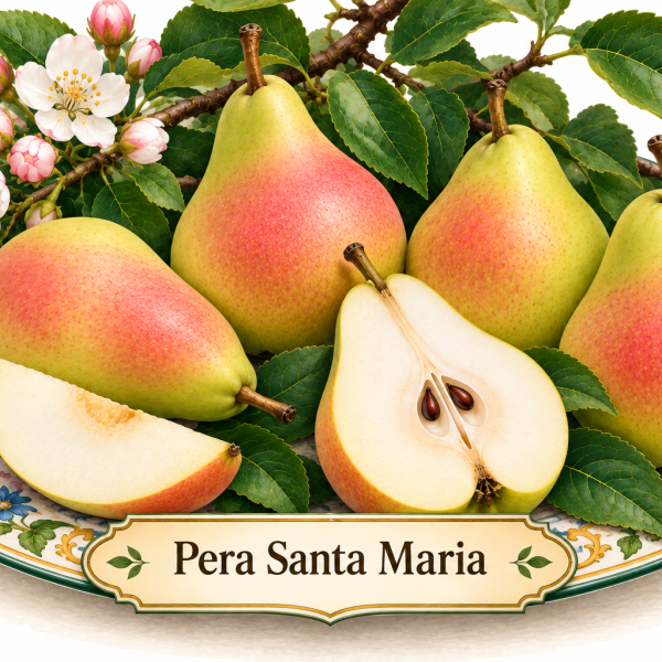 Pero Santa Maria – Pyrus communis – vaso Ø26 – pianta di 3 anni