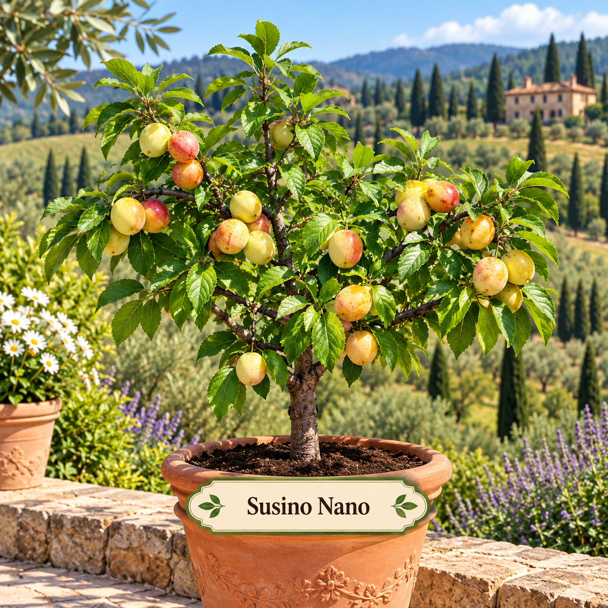 Susino nano – Prunus domestica – vaso Ø26 – pianta di 3 anni