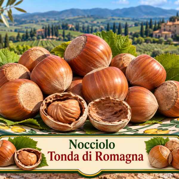 Nocciolo ‘Tonda di Romagna’ – Corylus avellana – vaso Ø 26 – pianta di 3 anni
